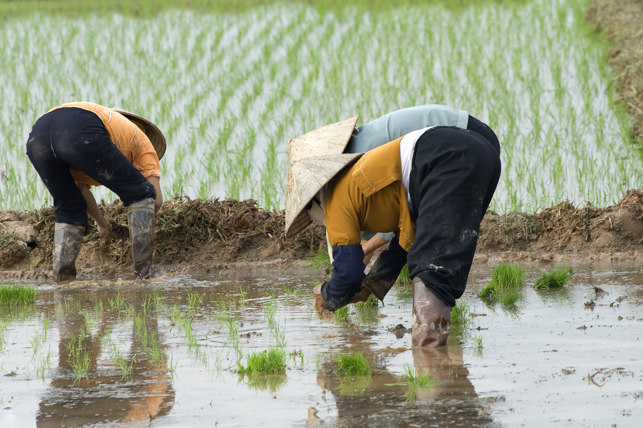Female workers planting rice