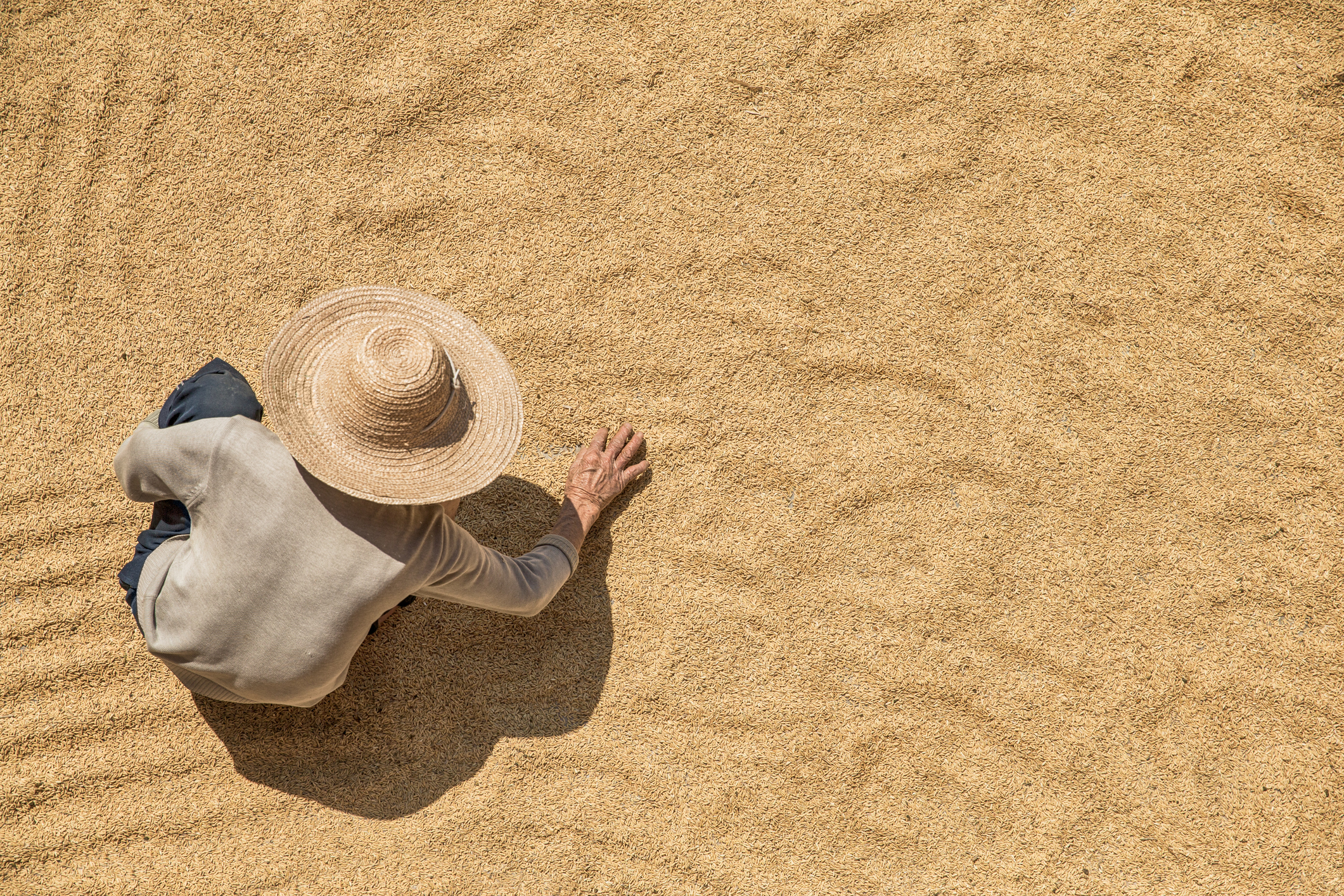 Farmer working on harvested grains from above